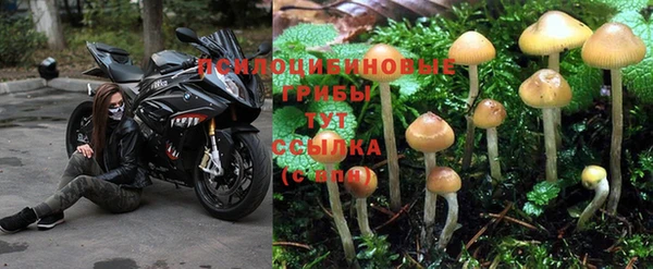 крисы Новокубанск